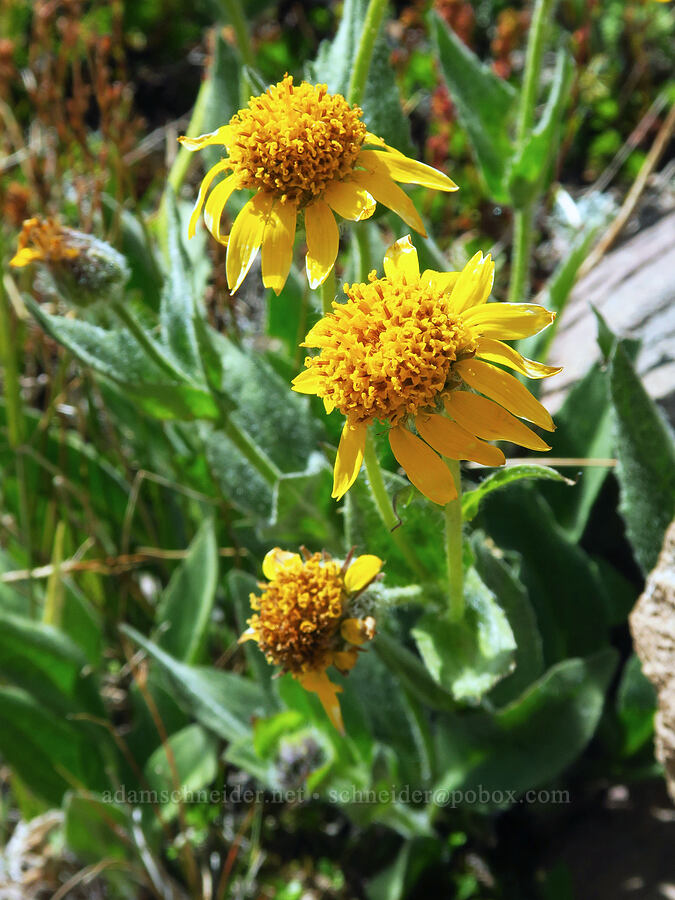 hairy arnica (Arnica mollis) [below Barrett Spur, Mt. Hood Wilderness, Hood River County, Oregon]