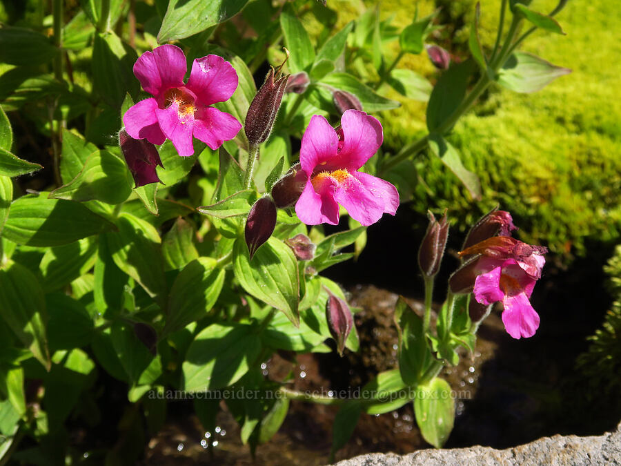 Lewis' monkeyflower (Erythranthe lewisii (Mimulus lewisii)) [below Barrett Spur, Mt. Hood Wilderness, Hood River County, Oregon]