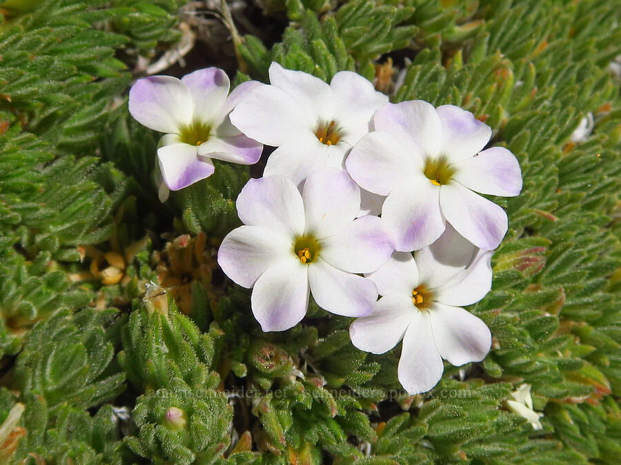 Henderson's phlox (Phlox hendersonii) [below Barrett Spur, Mt. Hood Wilderness, Hood River County, Oregon]