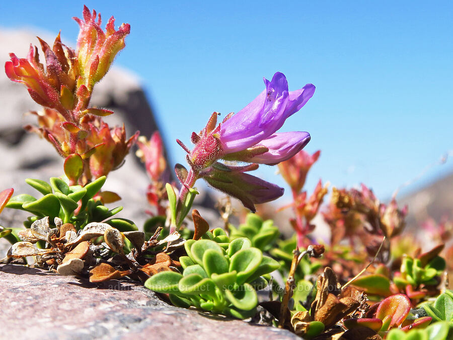 Davidson's penstemon, flowering & fruiting (Penstemon davidsonii) [below Barrett Spur, Mt. Hood Wilderness, Hood River County, Oregon]