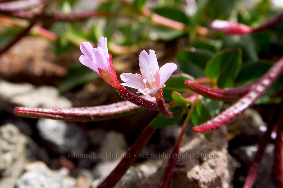 talus willow-herb (Epilobium clavatum) [below Barrett Spur, Mt. Hood Wilderness, Hood River County, Oregon]