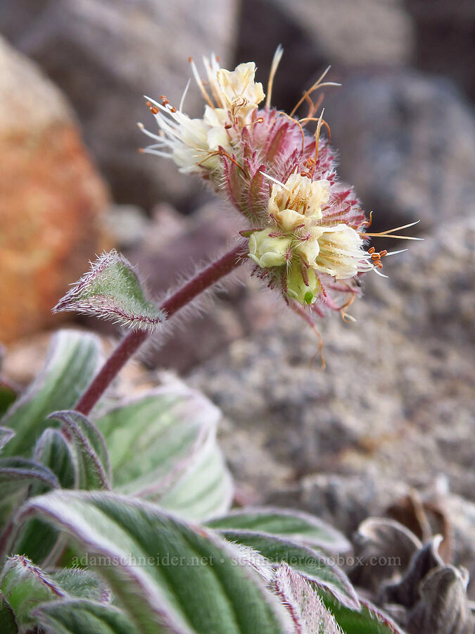 compact phacelia (Phacelia hastata var. compacta (Phacelia frigida)) [below Barrett Spur, Mt. Hood Wilderness, Hood River County, Oregon]