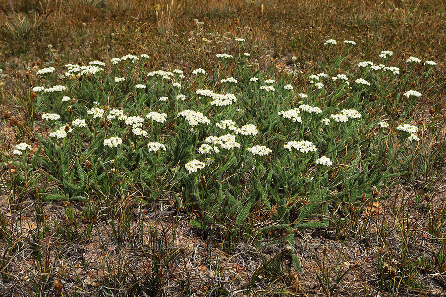 short yarrow (Achillea millefolium) [Barrett Spur, Mt. Hood Wilderness, Hood River County, Oregon]