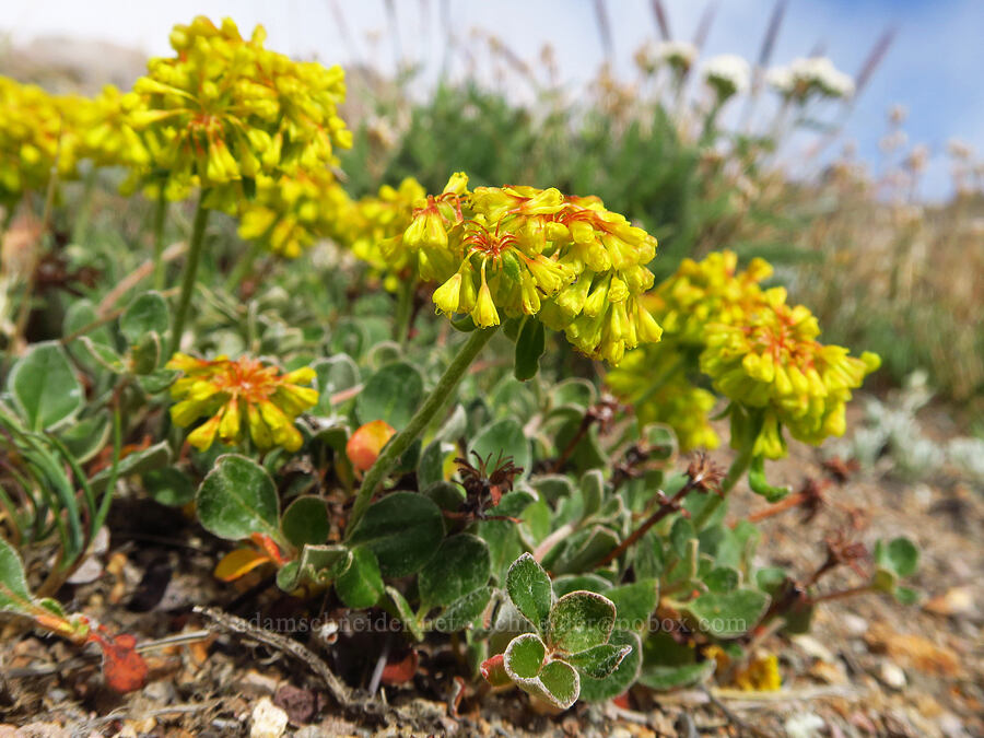 Haussknecht's sulphur-flower buckwheat (Eriogonum umbellatum var. haussknechtii (Eriogonum haussknechtii)) [Barrett Spur, Mt. Hood Wilderness, Hood River County, Oregon]