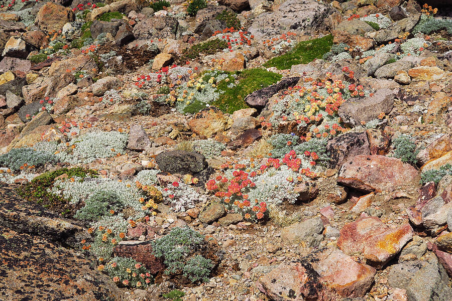 alpine rock garden [Barrett Spur, Mt. Hood Wilderness, Hood River County, Oregon]