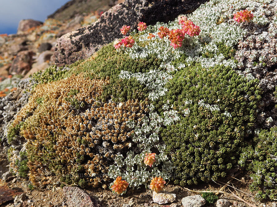 mosaic of phlox & buckwheat (Phlox hendersonii, Eriogonum ovalifolium) [Barrett Spur, Mt. Hood Wilderness, Hood River County, Oregon]