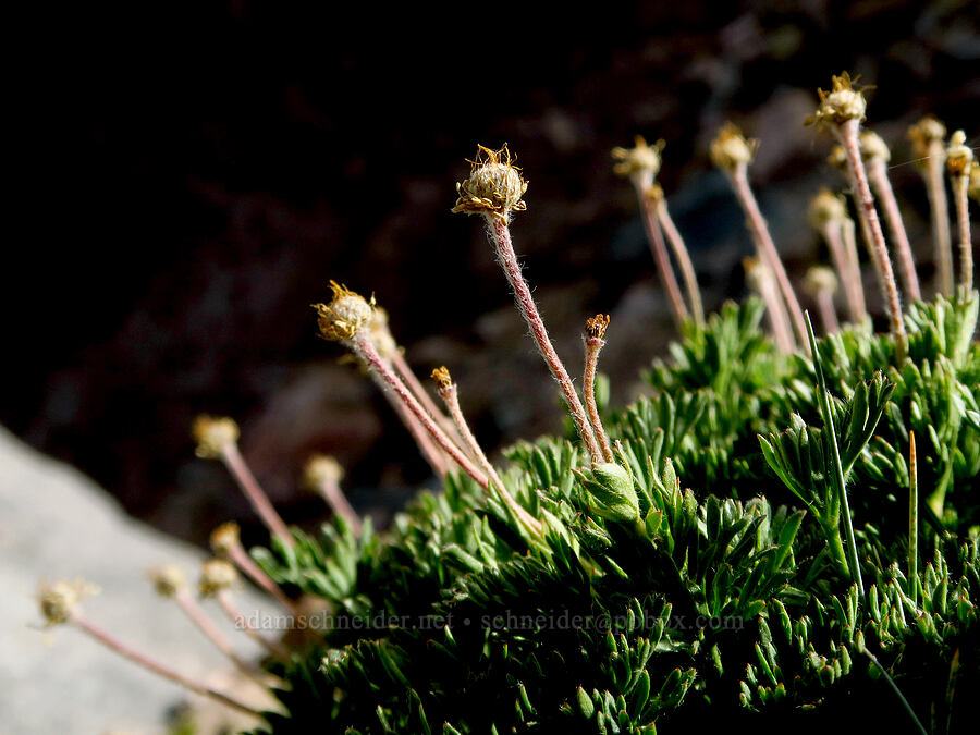 Drummond's anemone, going to seed (Anemone drummondii) [Barrett Spur, Mt. Hood Wilderness, Hood River County, Oregon]