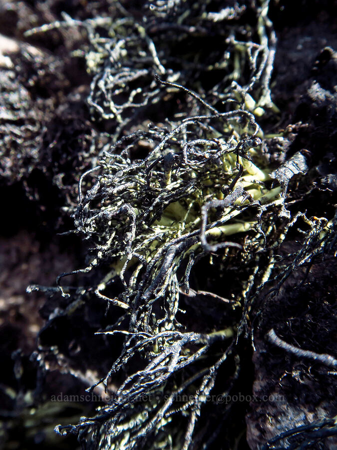 black fruticose lichen (Usnea lambii (Neuropogon lambii)) [Barrett Spur, Mt. Hood Wilderness, Hood River County, Oregon]