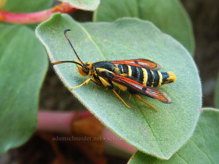 clearwing moth on Davis' knotweed (Synanthedon chrysidipennis, Aconogonon davisiae (Koenigia davisiae) (Polygonum newberryi)) [Barrett Spur, Mt. Hood Wilderness, Hood River County, Oregon]