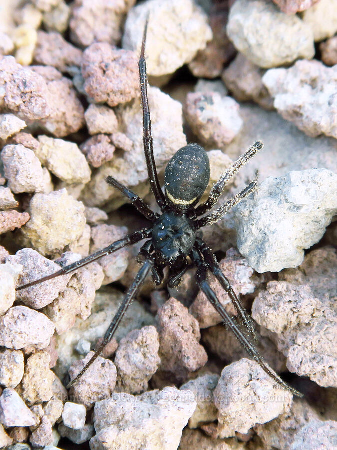 false widow spider (Steatoda albomaculata) [Barrett Spur, Mt. Hood Wilderness, Hood River County, Oregon]