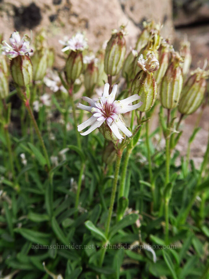 Cascade catchfly (Silene suksdorfii) [Barrett Spur, Mt. Hood Wilderness, Hood River County, Oregon]