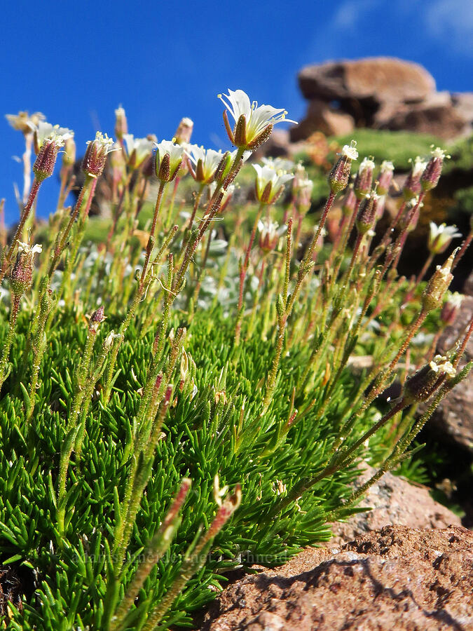 alpine sandwort (Minuartia obtusiloba (Cherleria obtusiloba) (Arenaria obtusiloba)) [Barrett Spur, Mt. Hood Wilderness, Hood River County, Oregon]