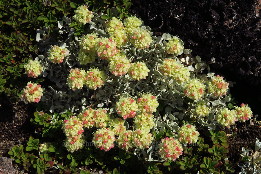 cushion buckwheat (Eriogonum ovalifolium var. nivale) [Barrett Spur, Mt. Hood Wilderness, Hood River County, Oregon]