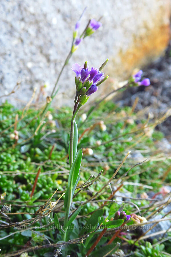 Lyall's rock-cress (Boechera lyallii (Arabis lyallii)) [above Elk Cove, Mt. Hood Wilderness, Hood River County, Oregon]