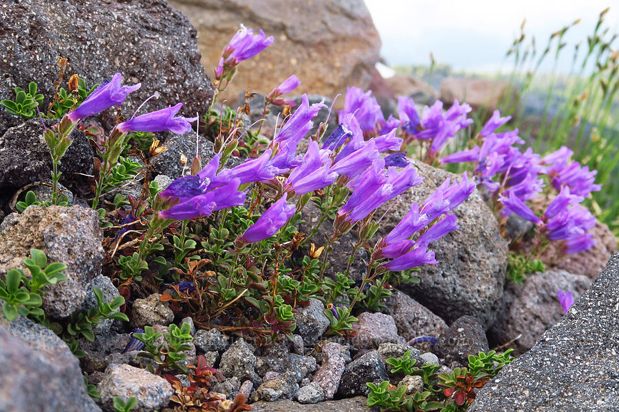 Davidson's penstemon (Penstemon davidsonii) [above Elk Cove, Mt. Hood Wilderness, Hood River County, Oregon]