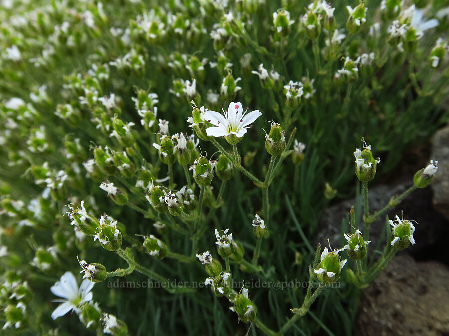 slender mountain sandwort (Eremogone capillaris (Arenaria capillaris)) [above Elk Cove, Mt. Hood Wilderness, Hood River County, Oregon]