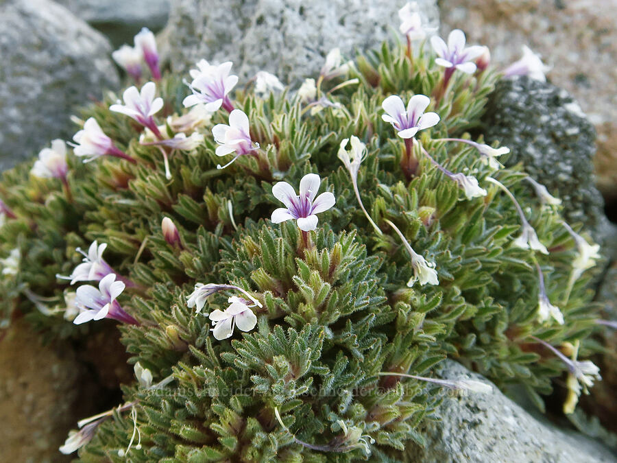 talus collomia (Collomia larsenii) [above Elk Cove, Mt. Hood Wilderness, Hood River County, Oregon]