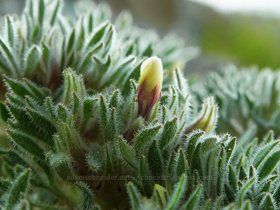 talus collomia, budding (Collomia larsenii) [above Elk Cove, Mt. Hood Wilderness, Hood River County, Oregon]