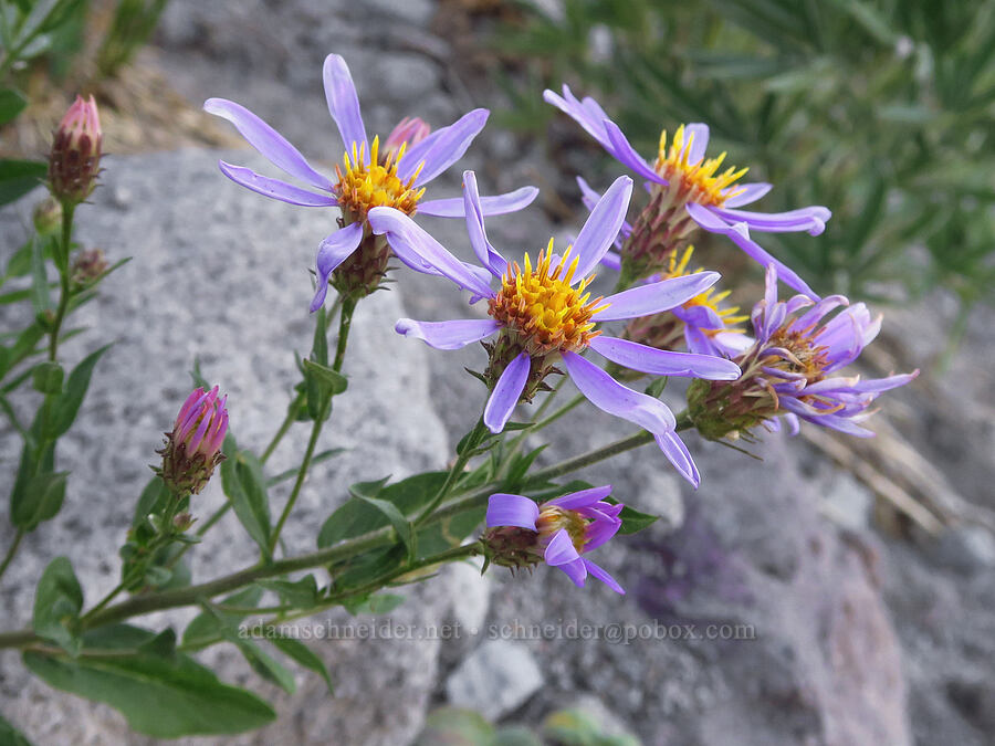 Cascade aster (Eucephalus ledophyllus (Doellingeria ledophyllus) (Aster ledophyllus)) [above Elk Cove, Mt. Hood Wilderness, Hood River County, Oregon]