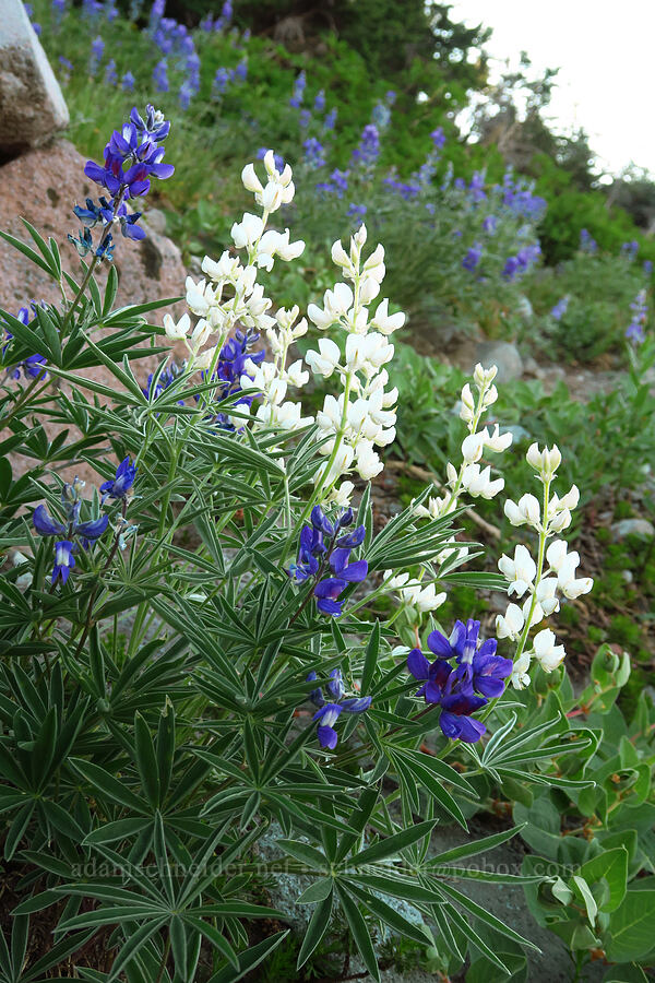 white lupines (Lupinus latifolius) [above Elk Cove, Mt. Hood Wilderness, Hood River County, Oregon]