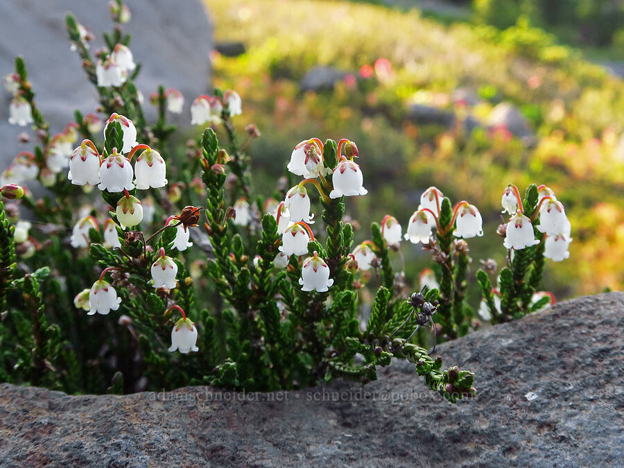 white mountain heather (Cassiope mertensiana) [west of Elk Cove, Mt. Hood Wilderness, Hood River County, Oregon]