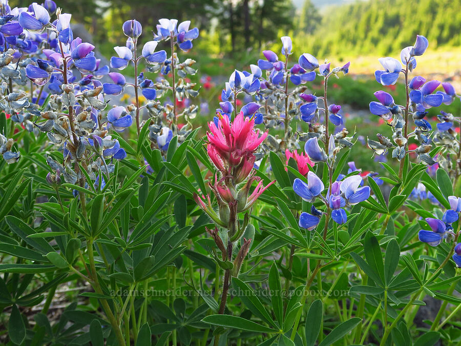 magenta paintbrush & broad-leaf lupine (Castilleja parviflora var. oreopola, Lupinus latifolius) [west of Elk Cove, Mt. Hood Wilderness, Hood River County, Oregon]