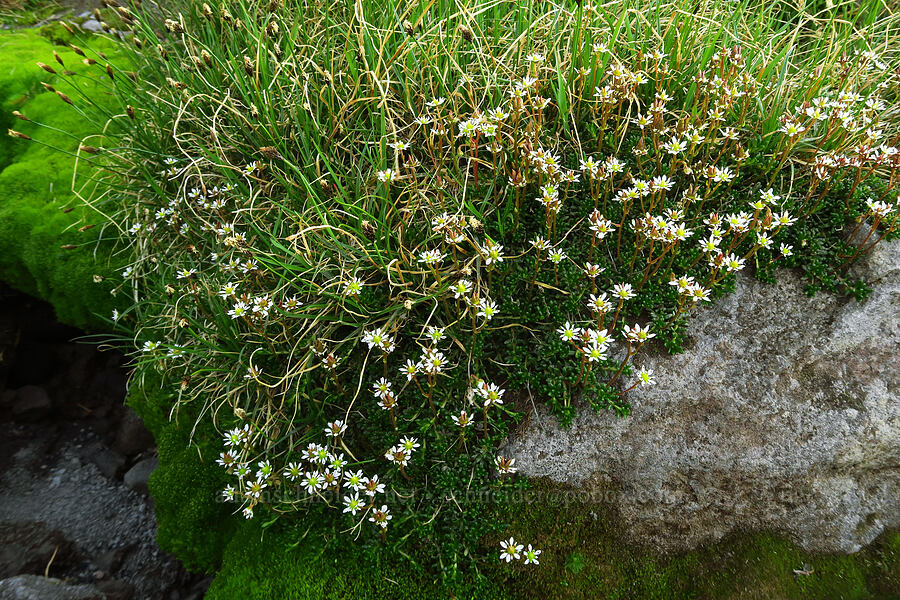 Tolmie's saxifrage & sedges (Micranthes tolmiei (Saxifraga tolmiei), Carex sp.) [west of Elk Cove, Mt. Hood Wilderness, Hood River County, Oregon]