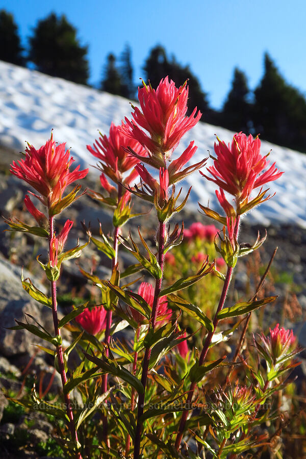 magenta paintbrush & snow (Castilleja parviflora var. oreopola) [above Wy'East Basin, Mt. Hood Wilderness, Hood River County, Oregon]