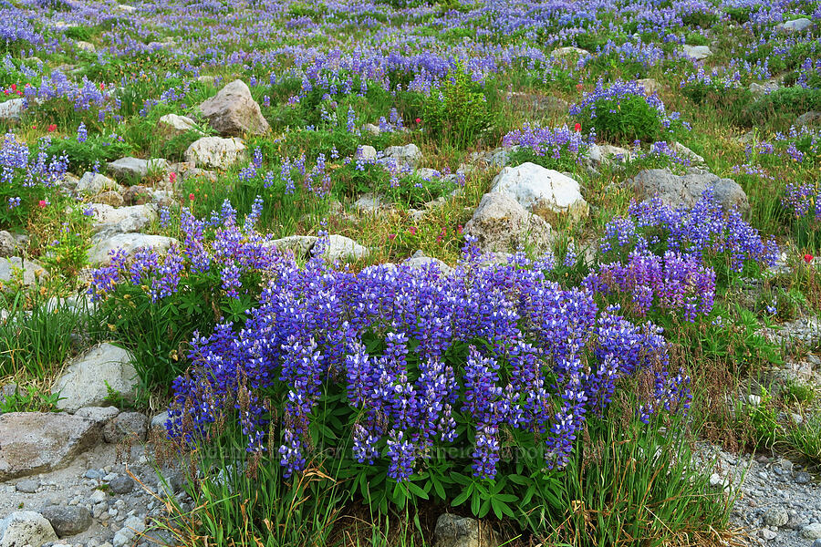 lupines (Lupinus latifolius) [above Wy'East Basin, Mt. Hood Wilderness, Hood River County, Oregon]