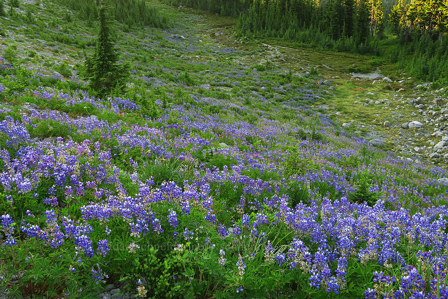 lupines (Lupinus latifolius) [above Wy'East Basin, Mt. Hood Wilderness, Hood River County, Oregon]