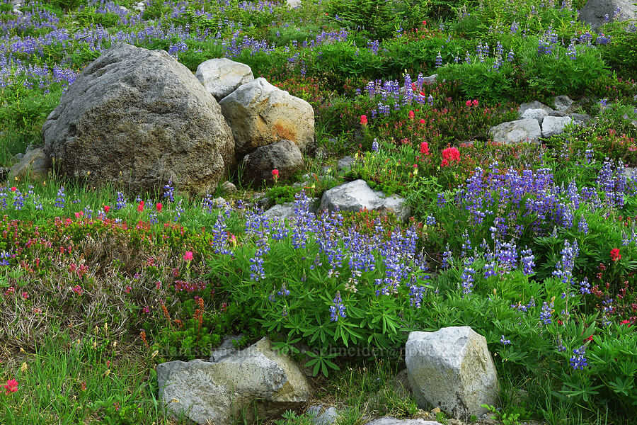 subalpine wildflowers (Lupinus latifolius, Castilleja parviflora var. oreopola, Phyllodoce empetriformis, Luetkea pectinata) [above Wy'East Basin, Mt. Hood Wilderness, Hood River County, Oregon]