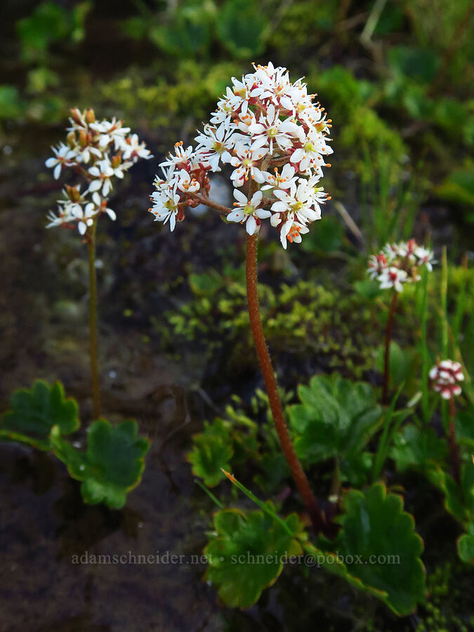 Cascade saxifrage (Micranthes nelsoniana var. cascadensis (Saxifraga nelsoniana)) [Wy'east Basin, Mt. Hood Wilderness, Hood River County, Oregon]