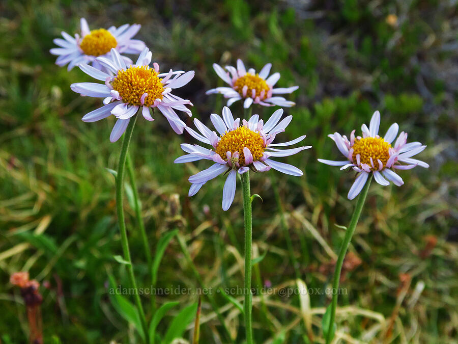 subalpine fleabane (Erigeron glacialis var. glacialis) [Wy'east Basin, Mt. Hood Wilderness, Hood River County, Oregon]