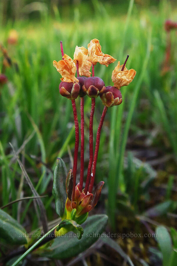 western bog laurel, going to seed (Kalmia microphylla (Kalmia polifolia ssp. microphylla)) [Wy'east Basin, Mt. Hood Wilderness, Hood River County, Oregon]