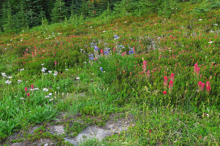 wildflowers (Castilleja parviflora var. oreopola, Erigeron glacialis var. glacialis, Lupinus latifolius, Luetkea pectinata, Phyllodoce empetriformis) [Vista Ridge Trail, Mt. Hood Wilderness, Hood River County, Oregon]