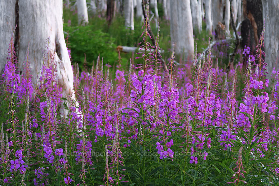 fireweed (Chamerion angustifolium (Chamaenerion angustifolium) (Epilobium angustifolium)) [Vista Ridge Trail, Mt. Hood Wilderness, Hood River County, Oregon]