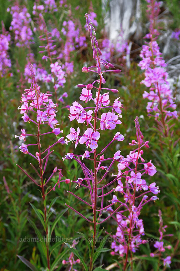 fireweed (Chamerion angustifolium (Chamaenerion angustifolium) (Epilobium angustifolium)) [Vista Ridge Trail, Mt. Hood Wilderness, Hood River County, Oregon]