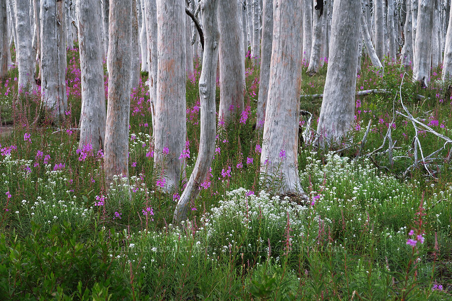 fireweed & pearly everlasting (Chamerion angustifolium (Chamaenerion angustifolium) (Epilobium angustifolium), Anaphalis margaritacea) [Vista Ridge Trail, Mt. Hood Wilderness, Hood River County, Oregon]