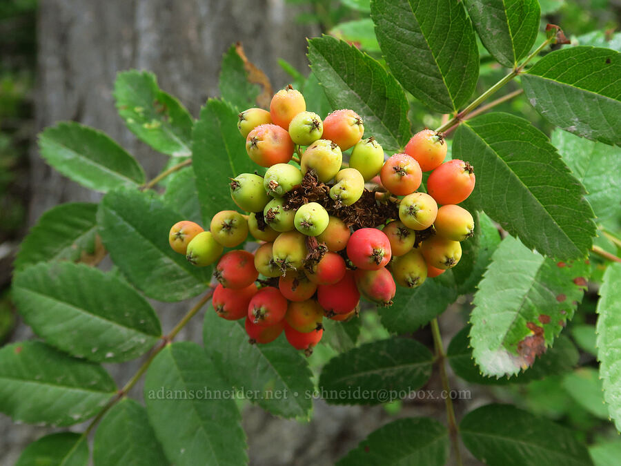 Sitka mountain-ash berries (Sorbus sitchensis) [Snow Lake Trail, Mt. Baker-Snoqualmie National Forest, King County, Washington]