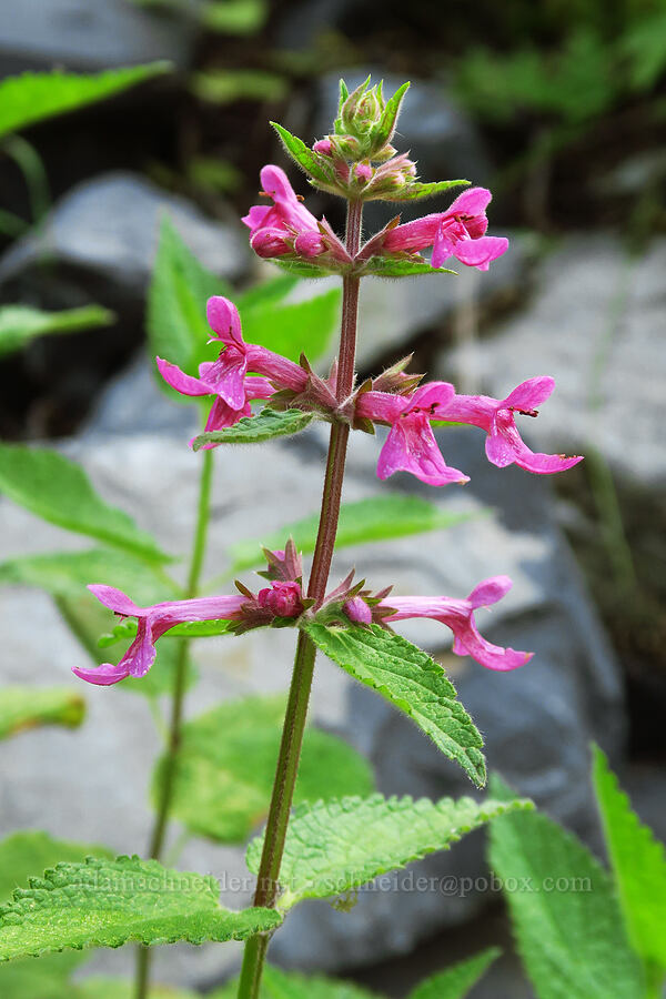 Cooley's hedge-nettle (Stachys cooleyae (Stachys chamissonis var. cooleyae)) [Snow Lake Trail, Mt. Baker-Snoqualmie National Forest, King County, Washington]