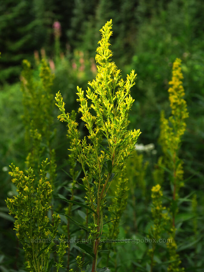 goldenrod (Solidago elongata (Solidago canadensis ssp. elongata)) [Snow Lake Trail, Mt. Baker-Snoqualmie National Forest, King County, Washington]