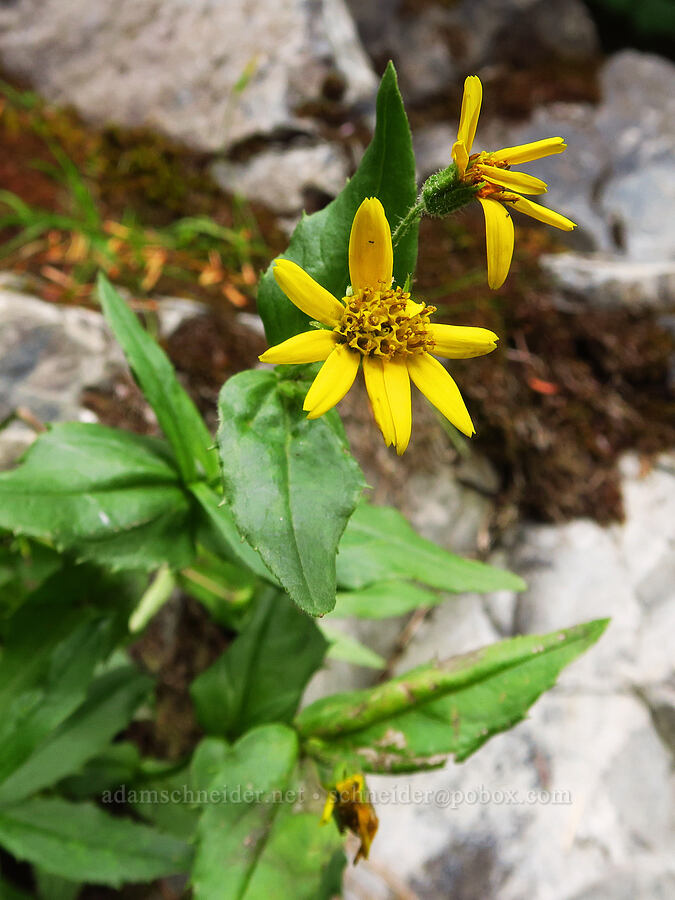 stream-bank arnica (Arnica lanceolata ssp. prima (Arnica amplexicaulis)) [Snow Lake Trail, Mt. Baker-Snoqualmie National Forest, King County, Washington]