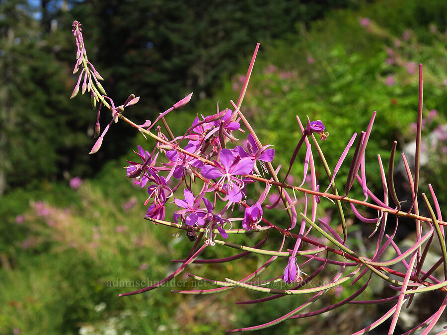 fireweed (Chamerion angustifolium (Chamaenerion angustifolium) (Epilobium angustifolium)) [Snow Lake Trail, Mt. Baker-Snoqualmie National Forest, King County, Washington]