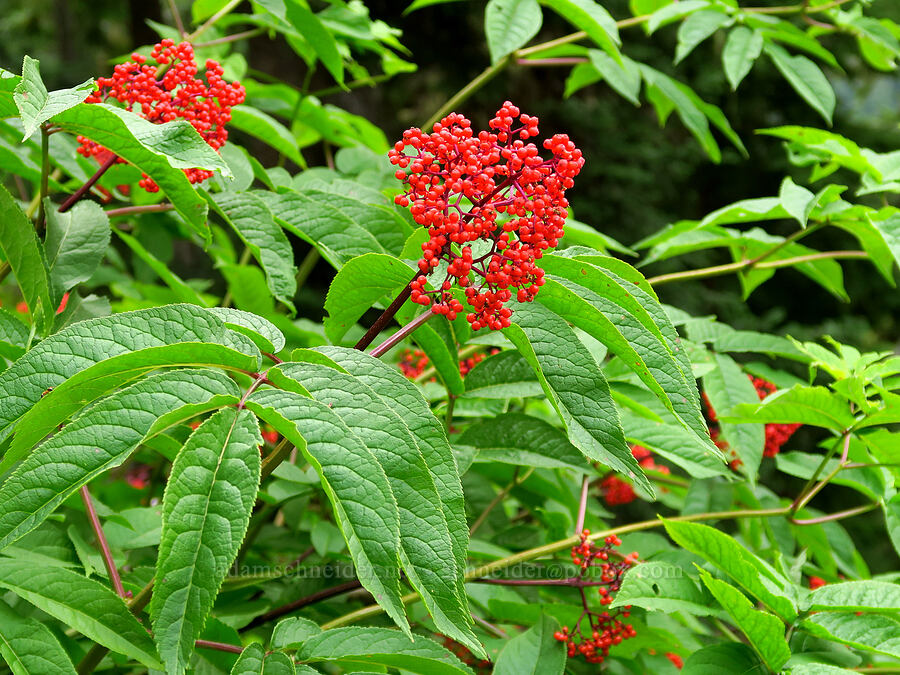 red elderberries (Sambucus racemosa) [Snow Lake Trail, Mt. Baker-Snoqualmie National Forest, King County, Washington]