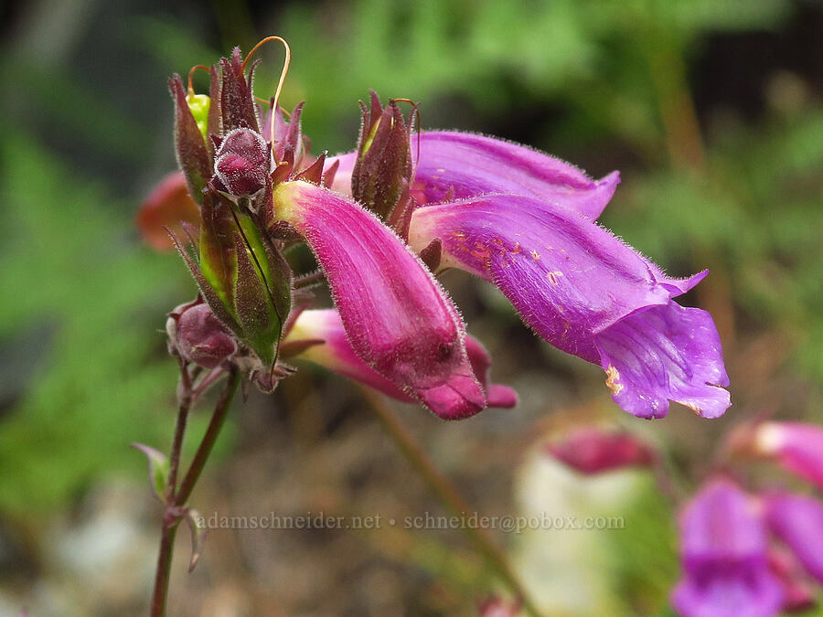 turtle-head penstemon (Nothochelone nemorosa) [Snow Lake Trail, Mt. Baker-Snoqualmie National Forest, King County, Washington]