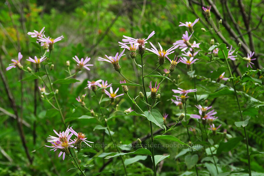 Cascade asters (Doellingeria ledophylla (Eucephalus ledophyllus) (Aster ledophyllus)) [Snow Lake Trail, Mt. Baker-Snoqualmie National Forest, King County, Washington]