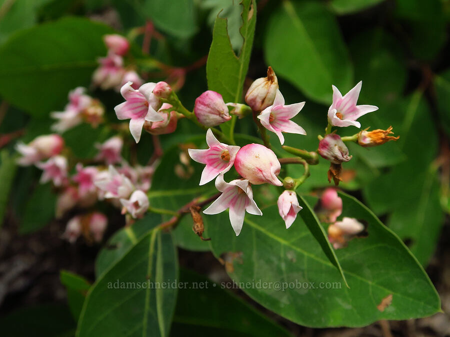 spreading dogbane (Apocynum androsaemifolium) [Snow Lake Trail, Alpine Lakes Wilderness, King County, Washington]