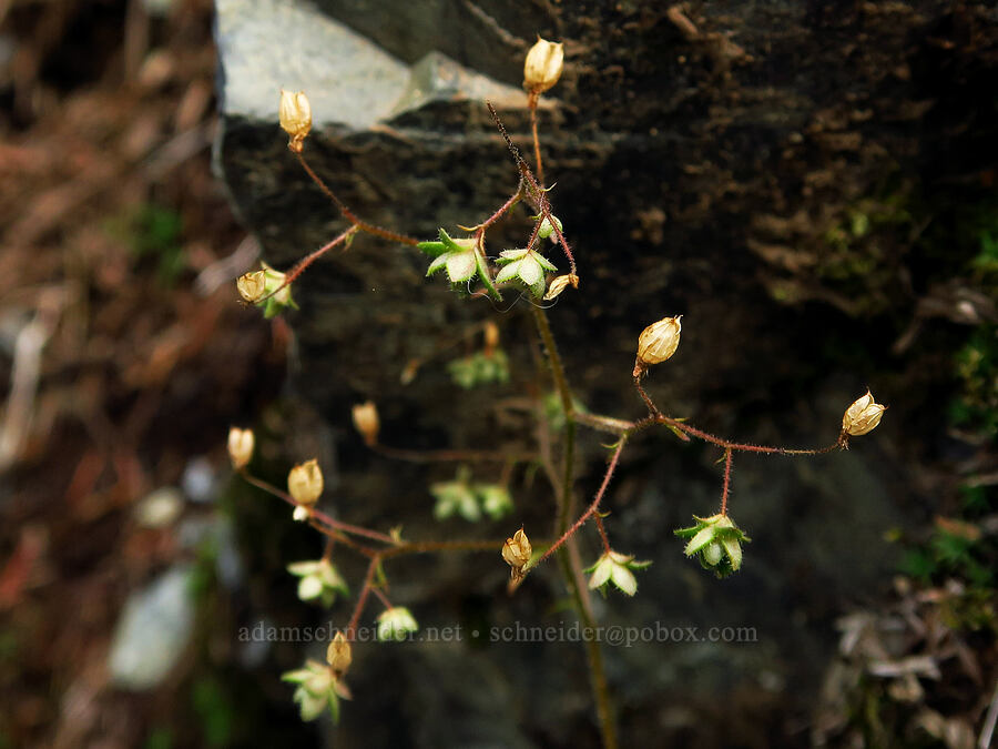 rusty saxifrage, going to seed (Micranthes ferruginea (Saxifraga ferruginea)) [Snow Lake Trail, Alpine Lakes Wilderness, King County, Washington]