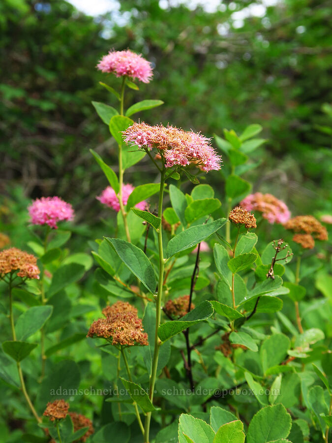 subalpine spirea (Spiraea splendens (Spiraea densiflora)) [Snow Lake Divide, Alpine Lakes Wilderness, King County, Washington]