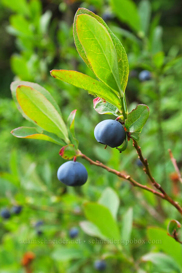 Cascade huckleberry/blueberry (Vaccinium deliciosum) [Snow Lake Divide, Alpine Lakes Wilderness, King County, Washington]